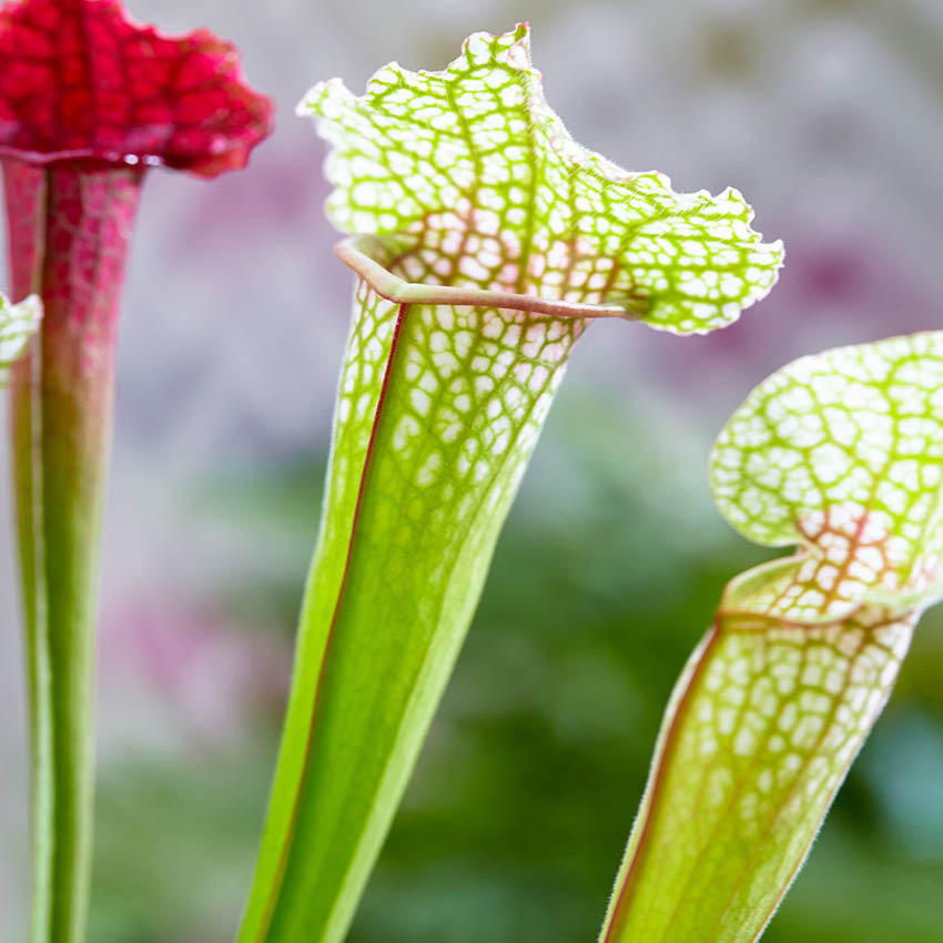 Plantas Carnívoras - 5 Unidades - Resistentes Y Biológicas_4