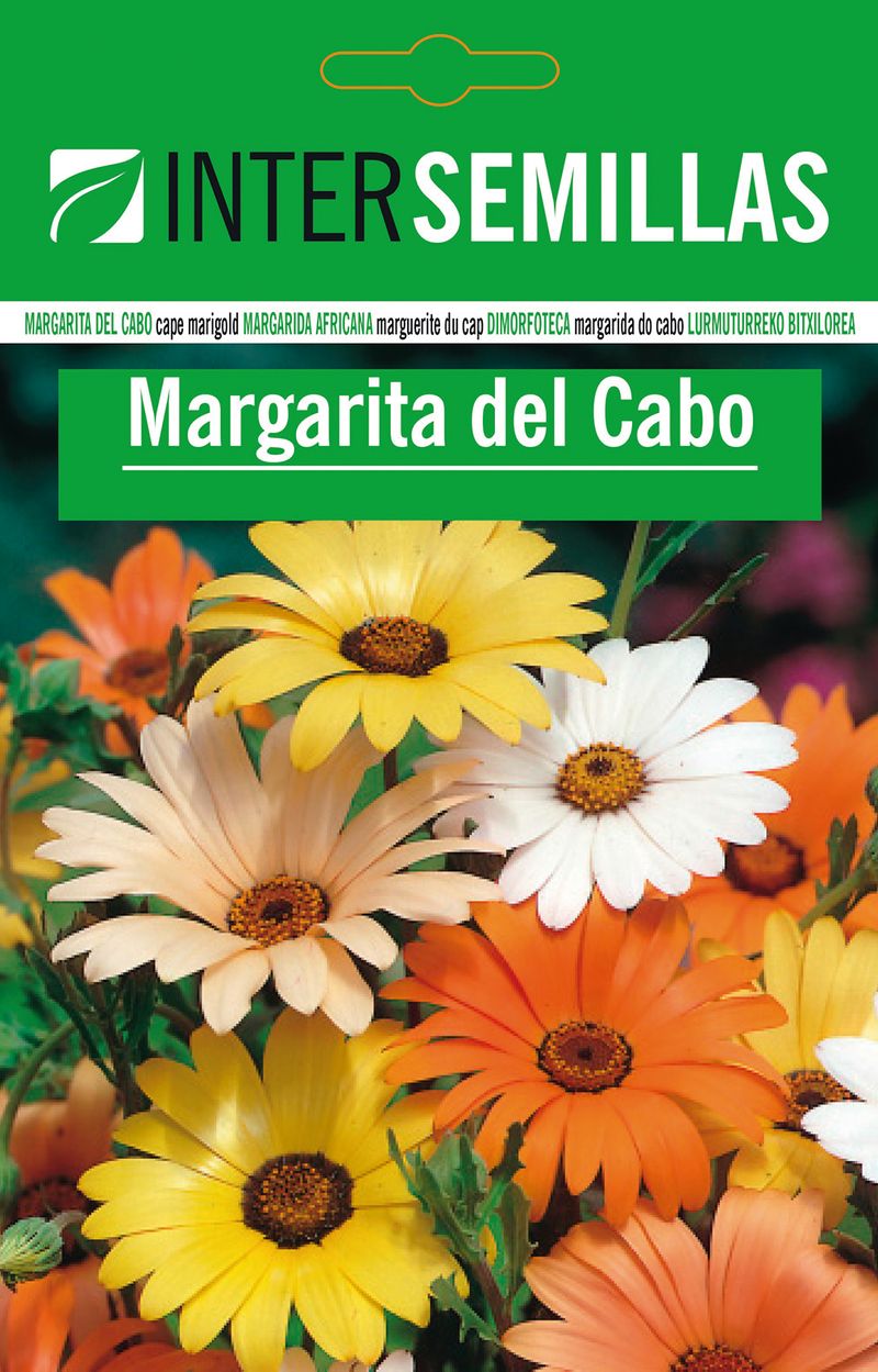 Sobre De Semillas De Margarita Del Cabo_0