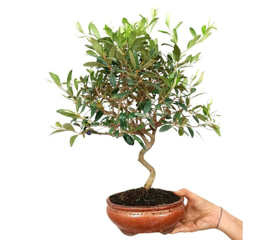 Bonsái Olivo 9 Años (olea Europaea)_0