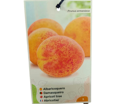 Albaricoquero Bulida M25_1