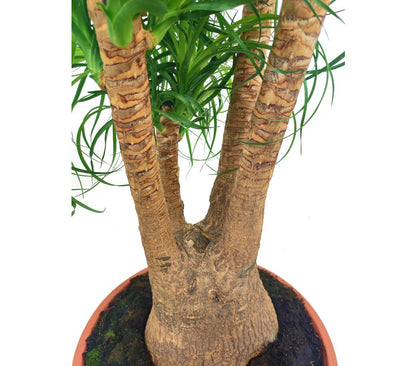 Beaucarnea Ramificada T27 60-80cm (pata De Elefante O Nolina)_1