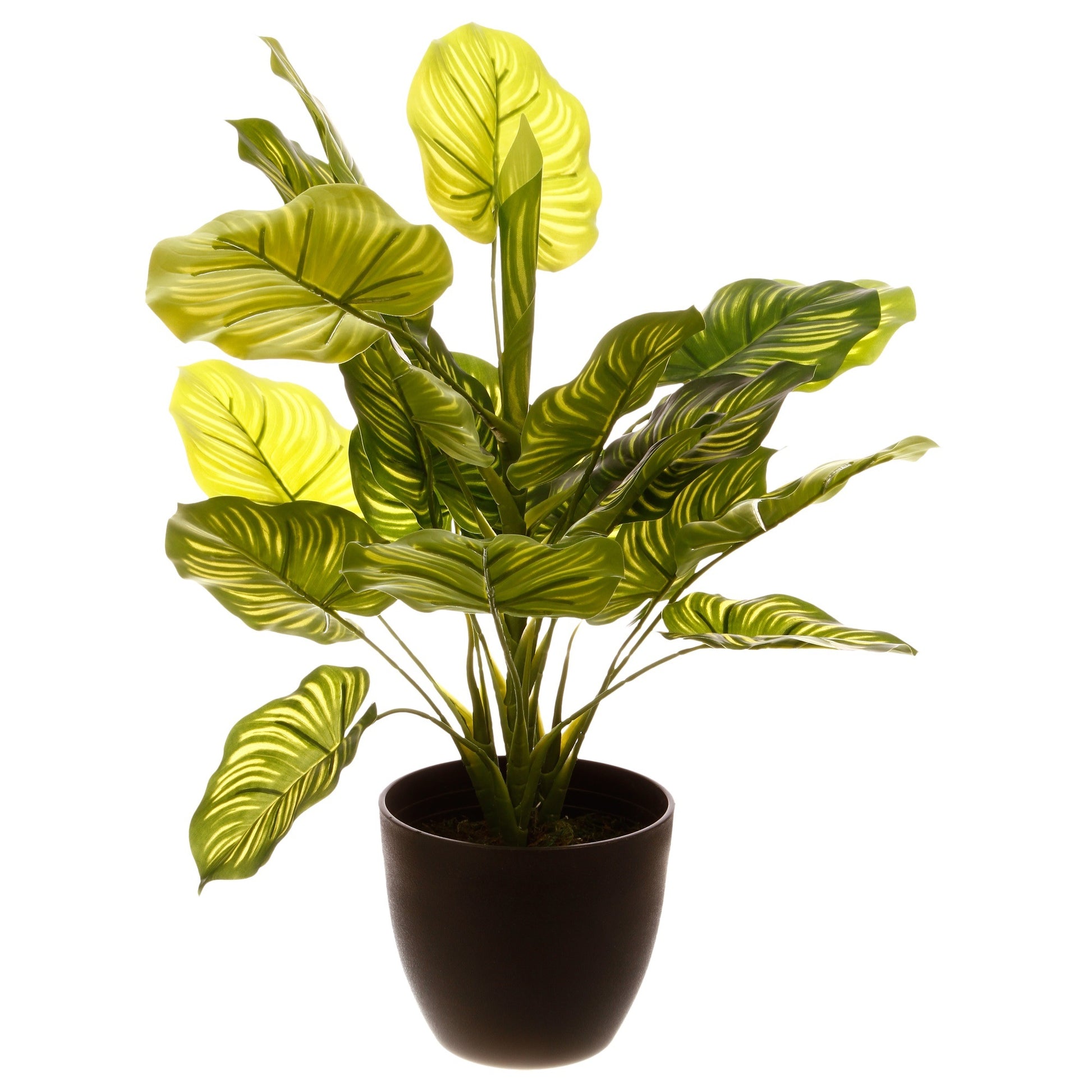 Planta Verde H45_0