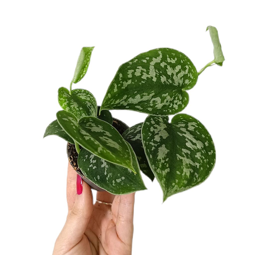 Philodendron Pictus M6_0