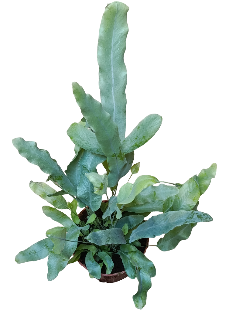Helecho Azul Plebodium Planta De Interior Ø8_0