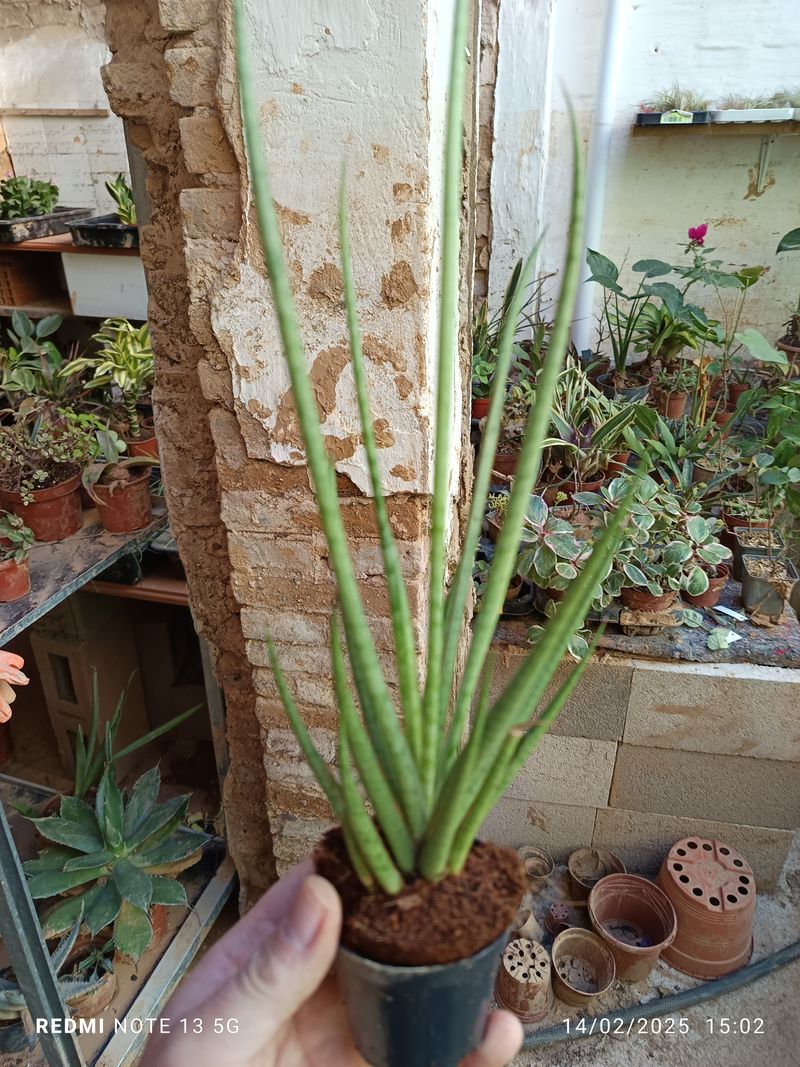 Sansevieria Sp3 No Id Planta De Interior
