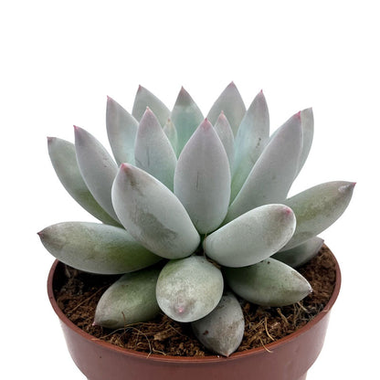 Pachyveria 'krakatoa' Cactus Y Suculentas M8,5 cm Ø_0