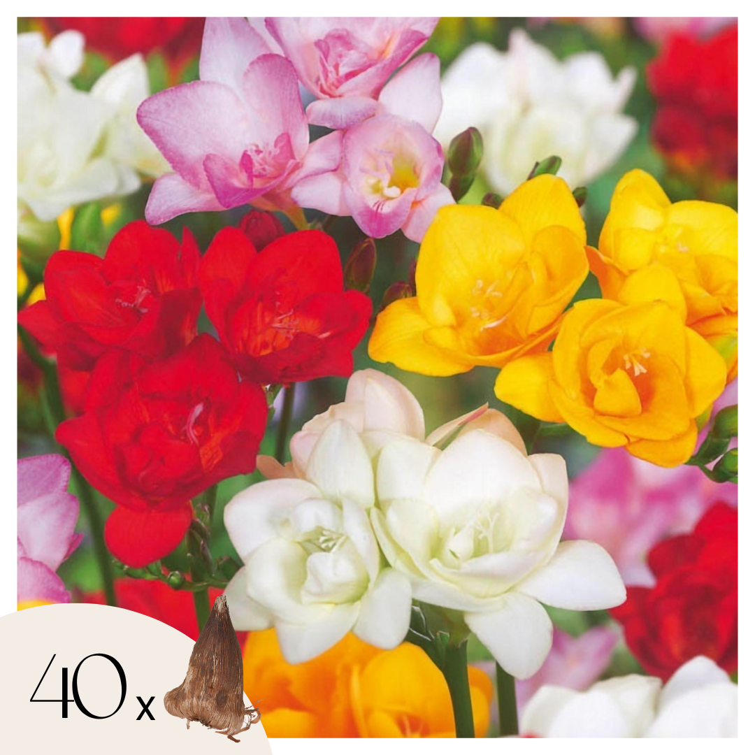 Fresia - 40 Pzs - Freesia Mix - Bulbos De Flores