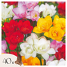 Fresia - 40 Pzs - Freesia Mix - Bulbos De Flores