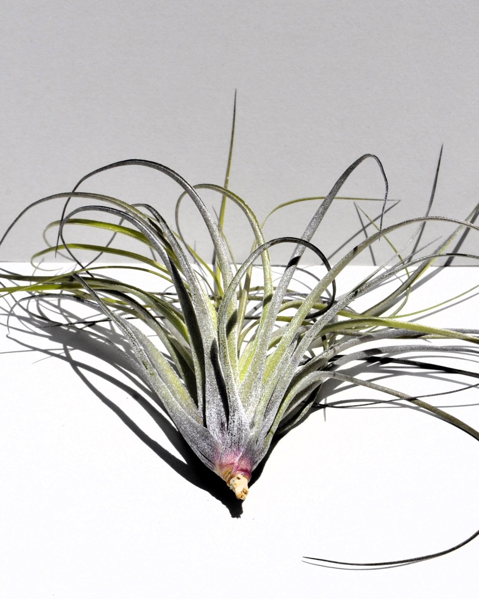 Tillandsia stricta; planta del aire, clavel del aire, verde grisácea; Curiosarium; altura 12 cm, diámetro 10 cm_4