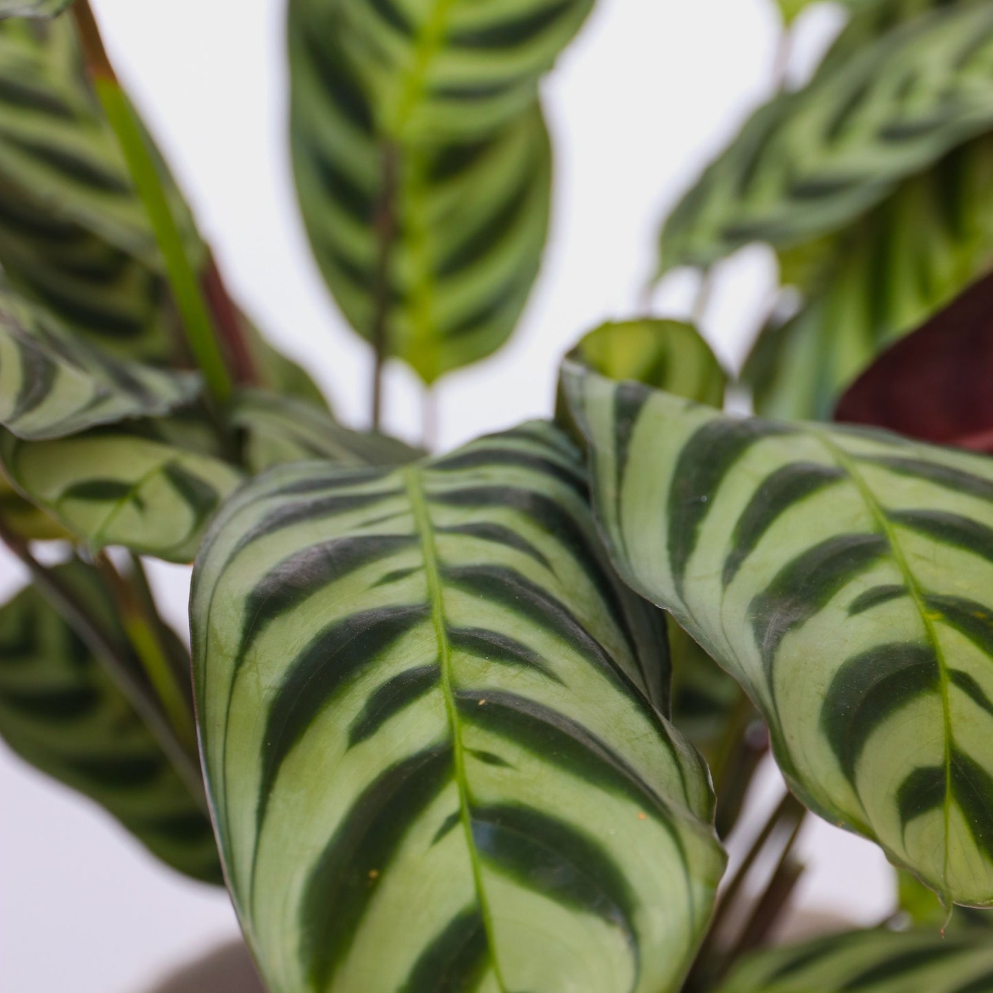 Mezcla Casera - 3 Pzs - Ctenanthe Philodendron Syngonium - A25-40cm - ⌀12cm