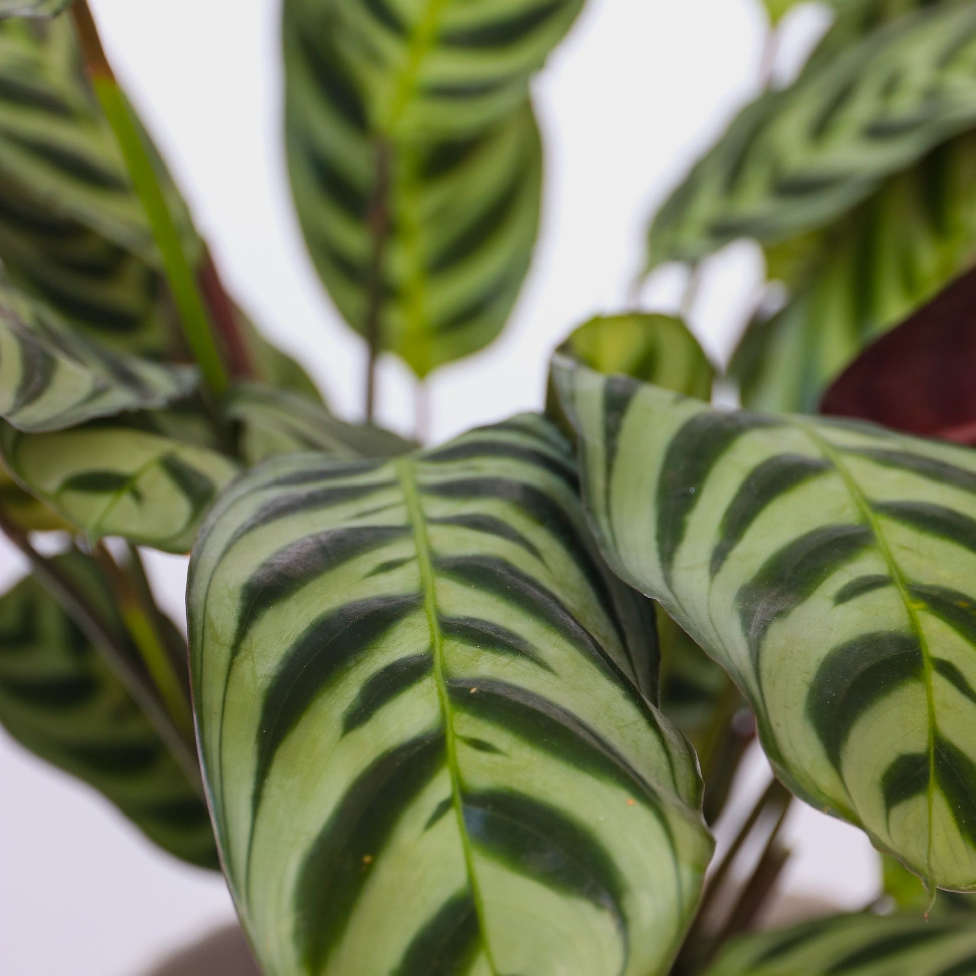 Mezcla Casera - 3 Pzs - Ctenanthe Philodendron Syngonium - A25-40cm - ⌀12cm