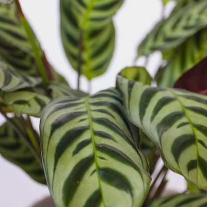 Mezcla Casera - 3 Pzs - Ctenanthe Philodendron Syngonium - A25-40cm - ⌀12cm