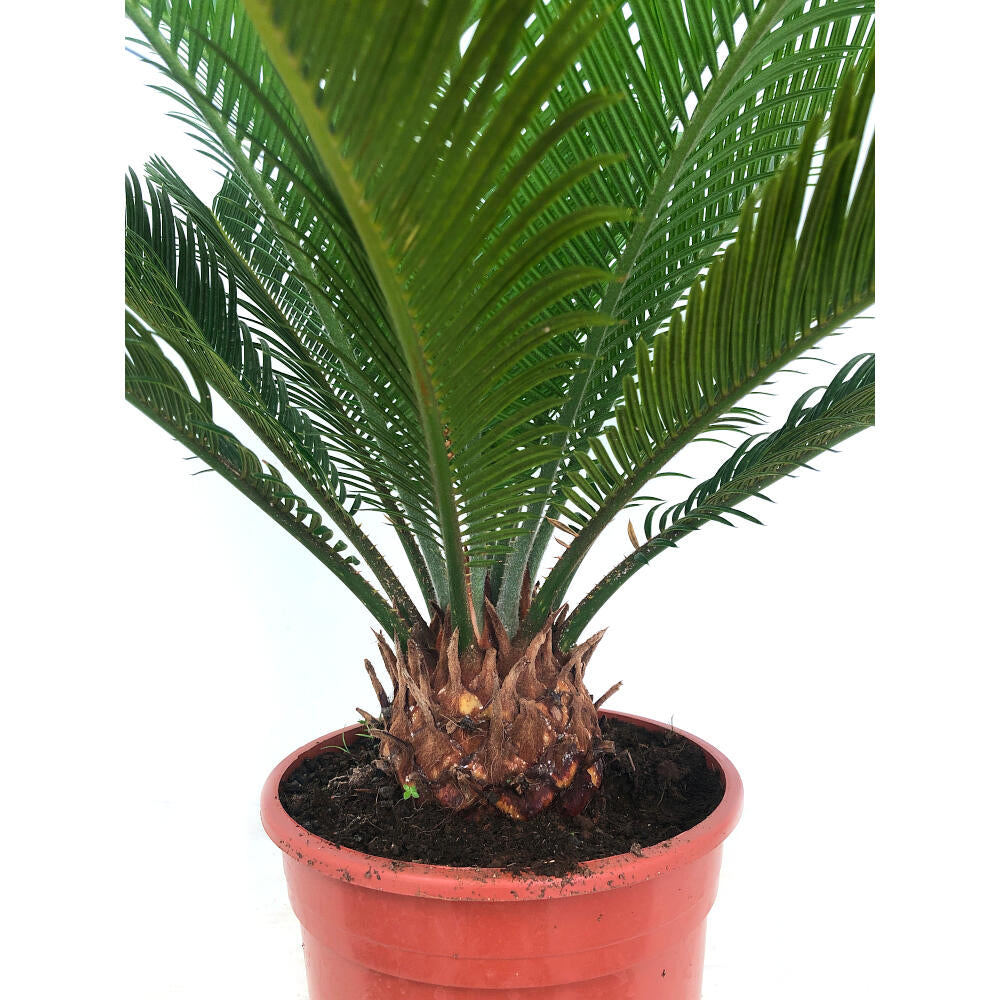 Cyca Revoluta M17 50cm_4