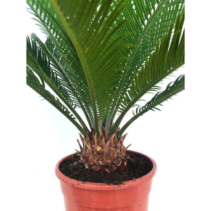 Cyca Revoluta M17 50cm_4