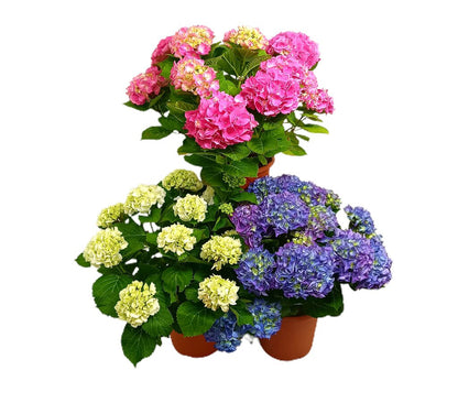 Hortensia M21 60cm_0