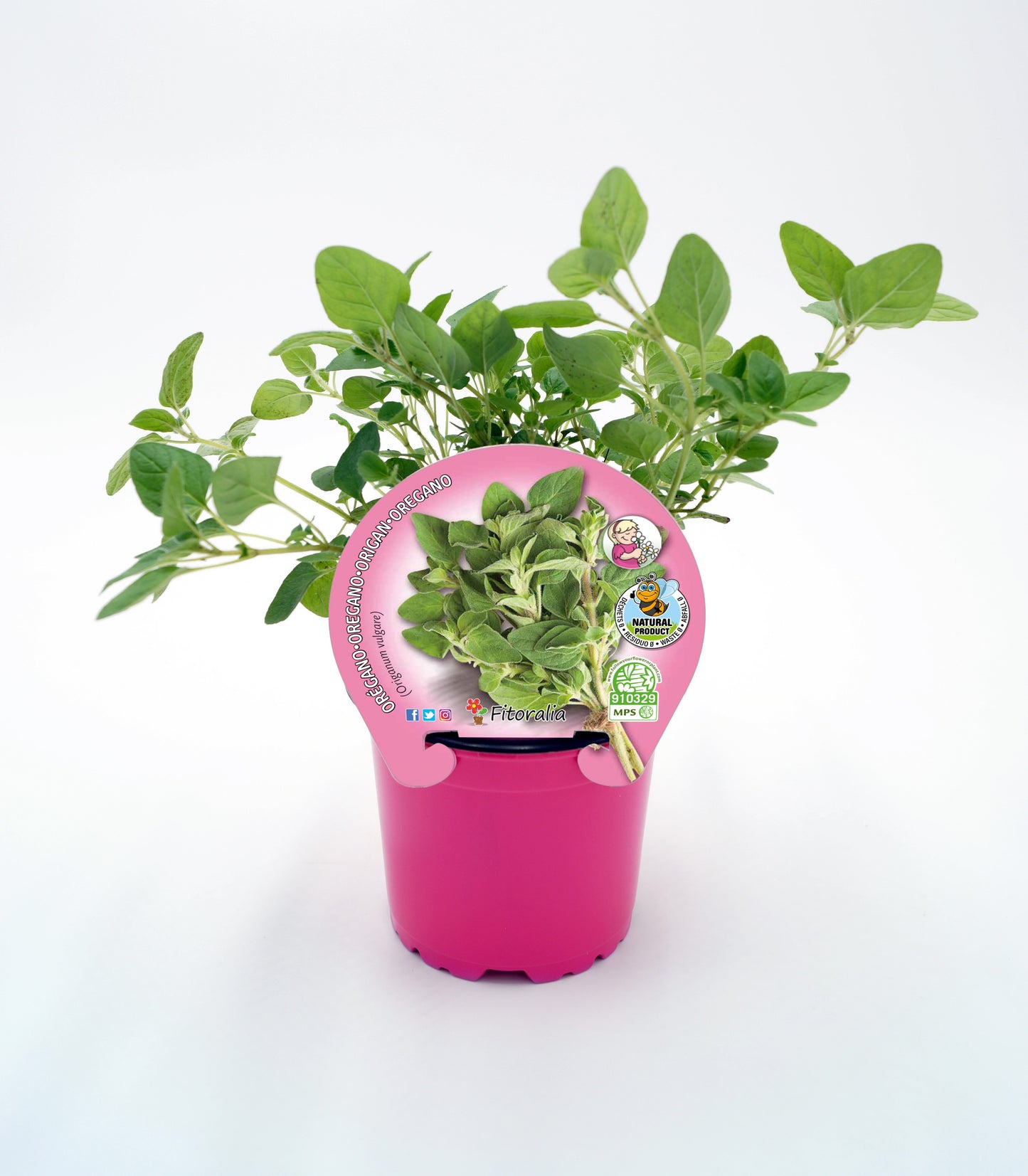 Orégano En Maceta 10,5 Cm. Natural - Fitoralia