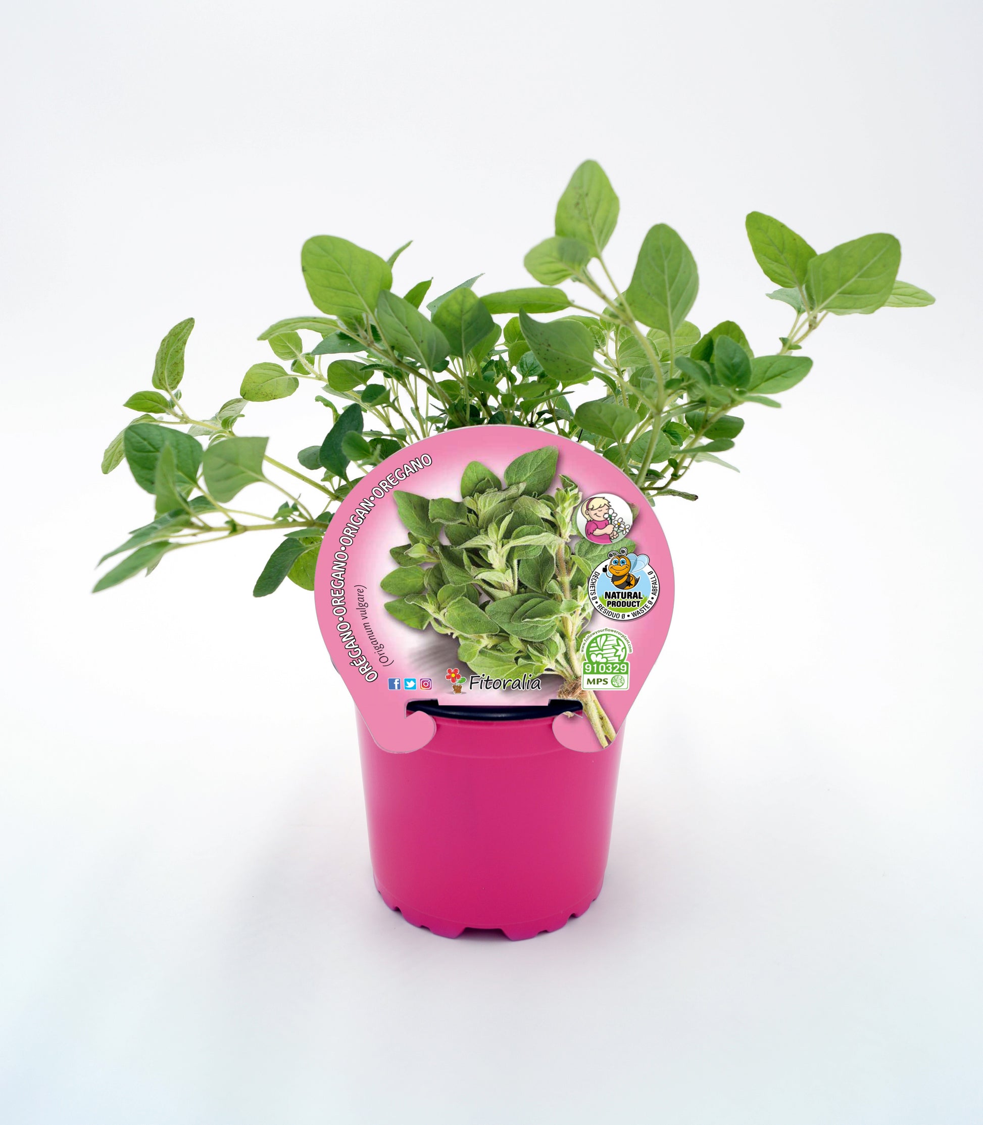 Orégano En Maceta 10,5 Cm. Natural - Fitoralia