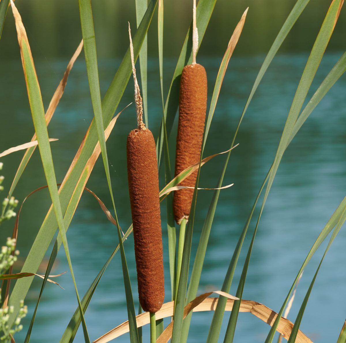 Espadaña Typha Latifolia Planta Estanque - Set 4 Plantas Con Cesta Y Sustrato_2