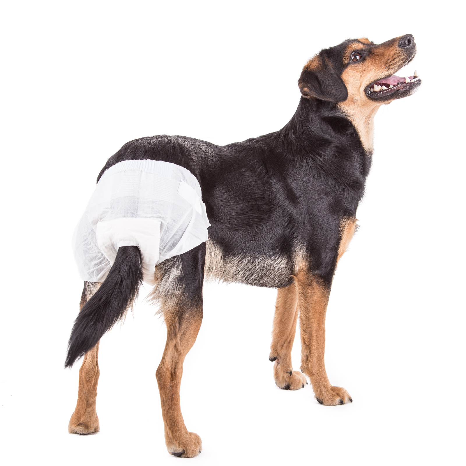 Pañales Desechables Para Perros Hembra 10 Unidades Talla Xl_2