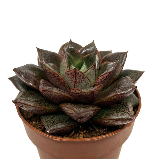 Echeveria Dionysos Cactus Y Suculentas M8,5 Ø