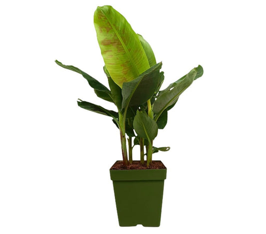 Musa Platanera Canaria M28 100cm (dwarf Cavendisch)_0