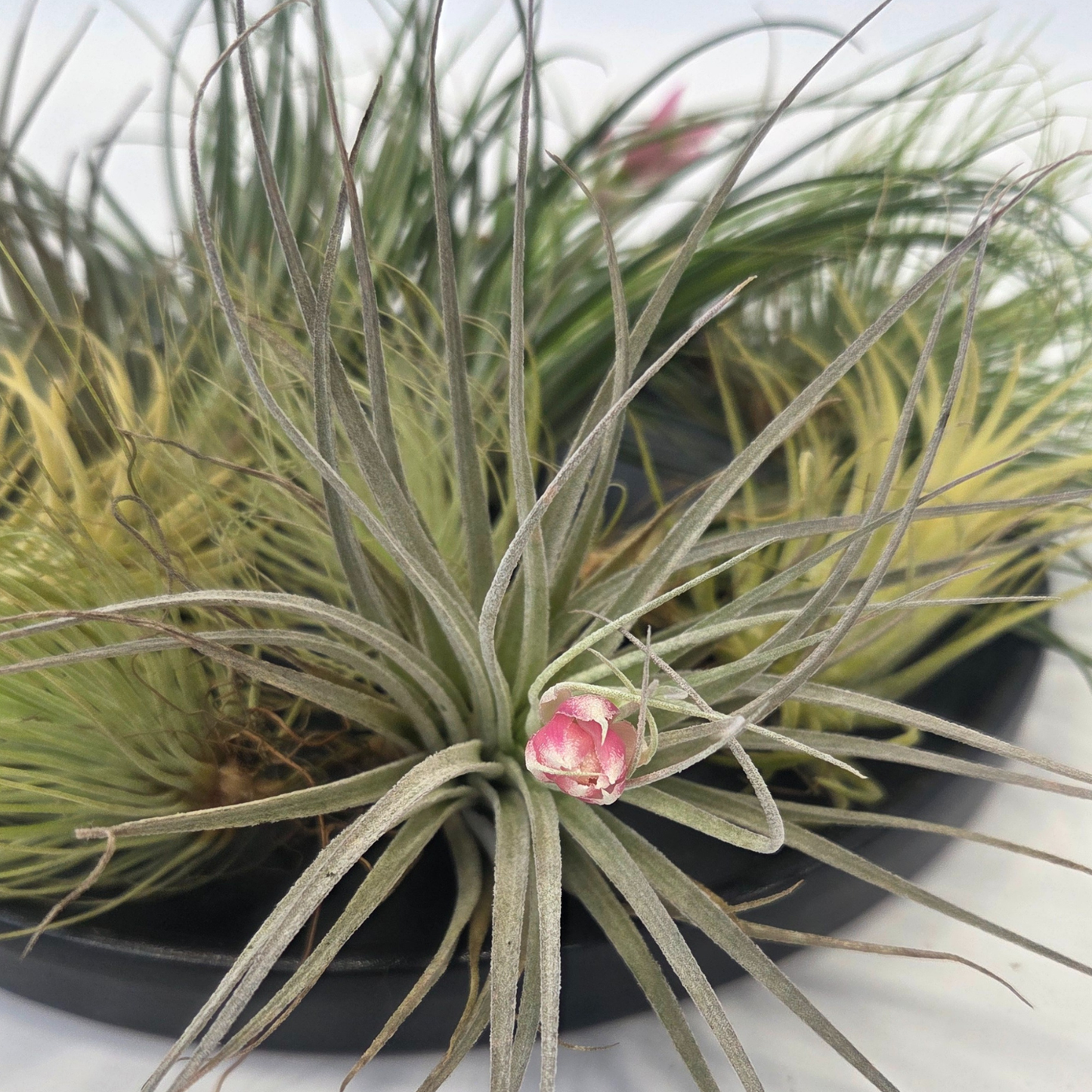 Claveles De Aire - 12 Pzs - Tillandsia - Altura 5-15cm - ⌀5cm_1