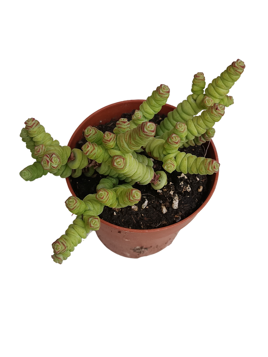Crassula Marnieriana Planta Suculenta 8 Cms