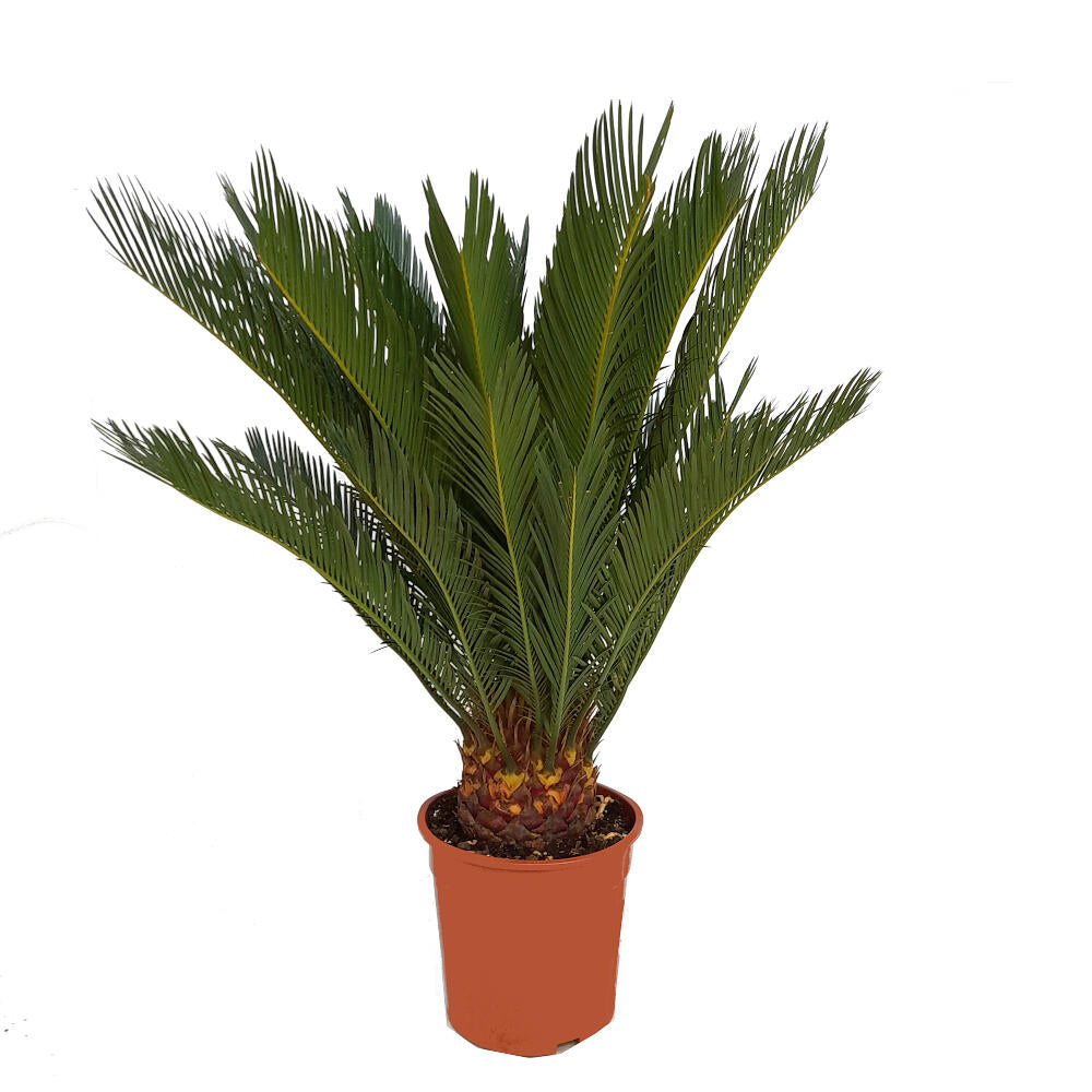 Cyca Revoluta M21 70cm_0