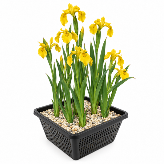 Lirio Amarillo Iris Pseudacorus Estanque - Set 4 Plantas Con Cesta Y Sustrato_0