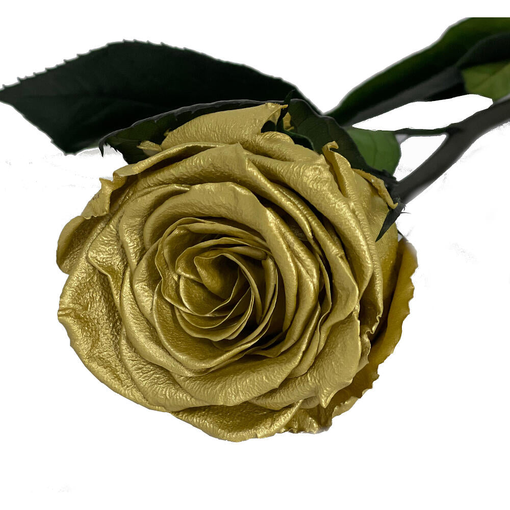 Mundo Eterno Rosa Preservada Oro 55cm_0