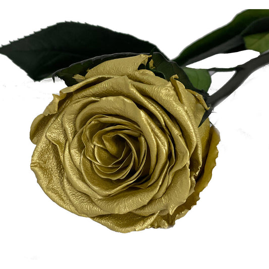 Mundo Eterno Rosa Preservada Oro 35cm