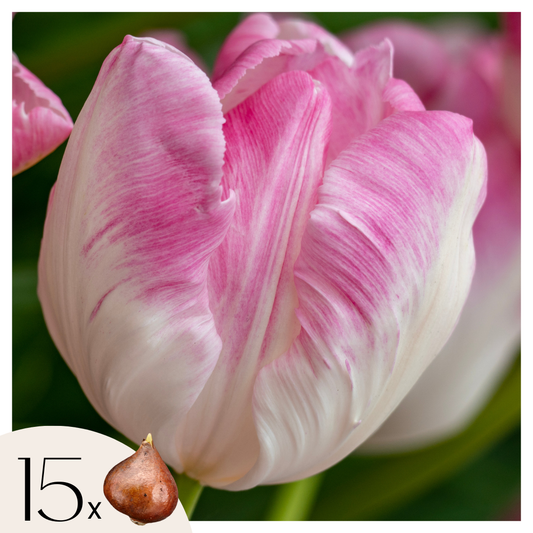 Bulbos De Tulipán - 15 Pzs - Tulipa 'cabanna' - Bulbos De Flores - Rosa_0