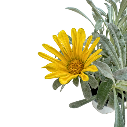 Gazania Rastrera, La Planta De Exterior Perfecta Para Cubrir Espacios_1