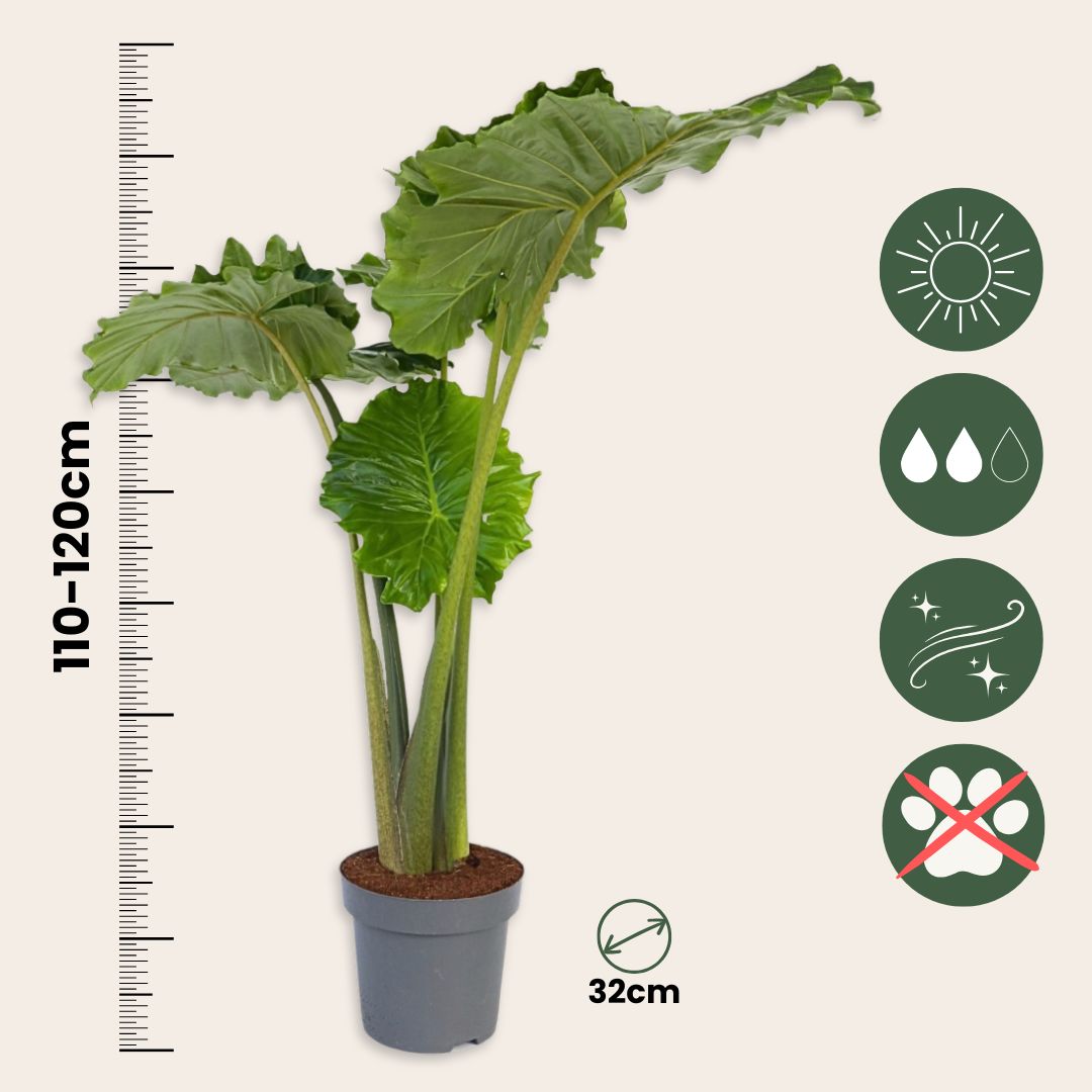 Oreja De Elefante - Alocasia 'portodora' - Altura 110-120cm - ⌀32cm_2