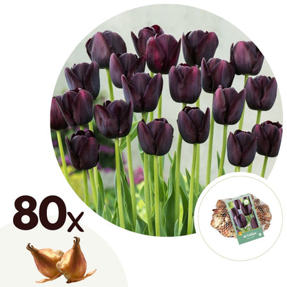 Bulbos De Tulipán - 80 Pzs - Tulipa 'queen Of Night' - Bulbos De Flores_0