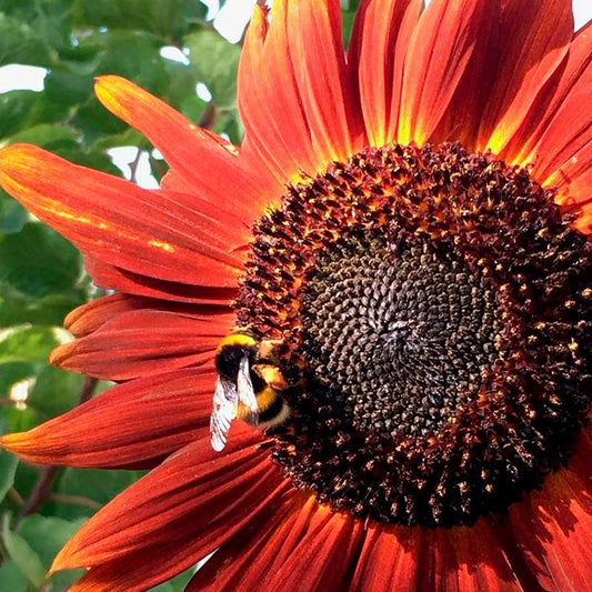 Semillas Girasol Velvet Queen Ecológicas_0