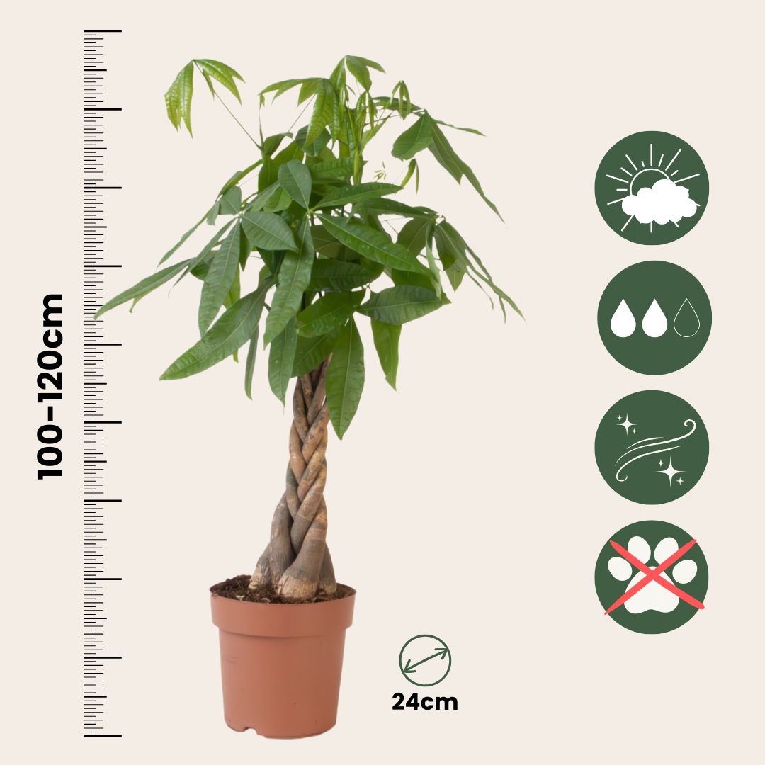 Castaño De Guayaba - Pachira Aquatica - Altura 100-120cm - ⌀24cm_2