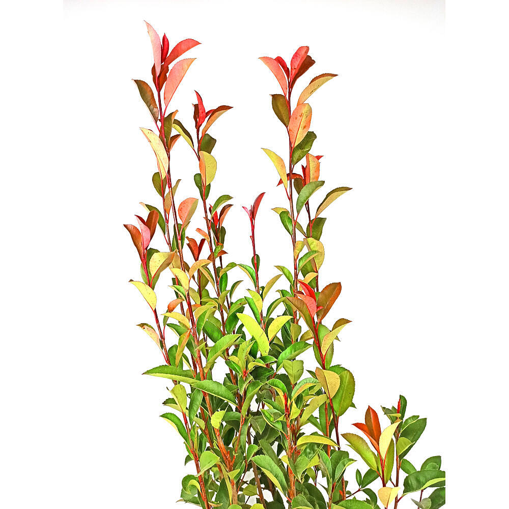 Photinea Red Robin 80/100 M30_2