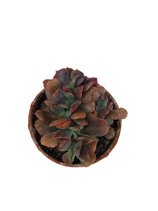 Graptoveria Crestata Planta Suculenta Mini Ø5_0