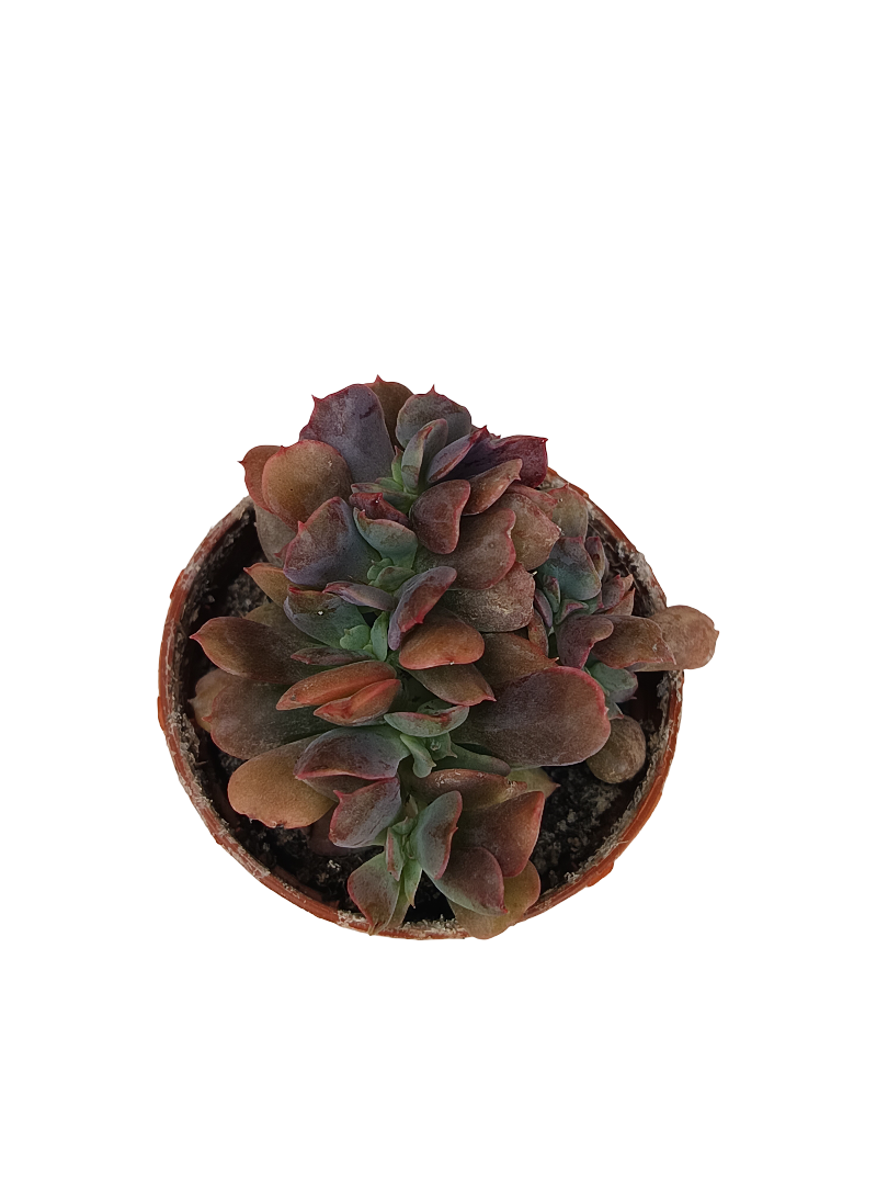 Graptoveria crestata Planta suculenta mini Ø5