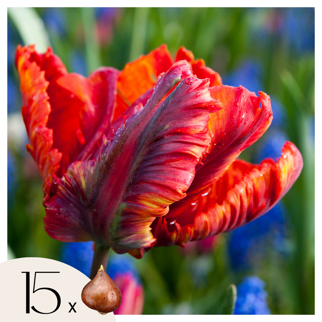 Bulbos De Tulipán - 15 Pzs - Tulipa 'rasta Parrot' - Bulbos De Flores - Blanco_0
