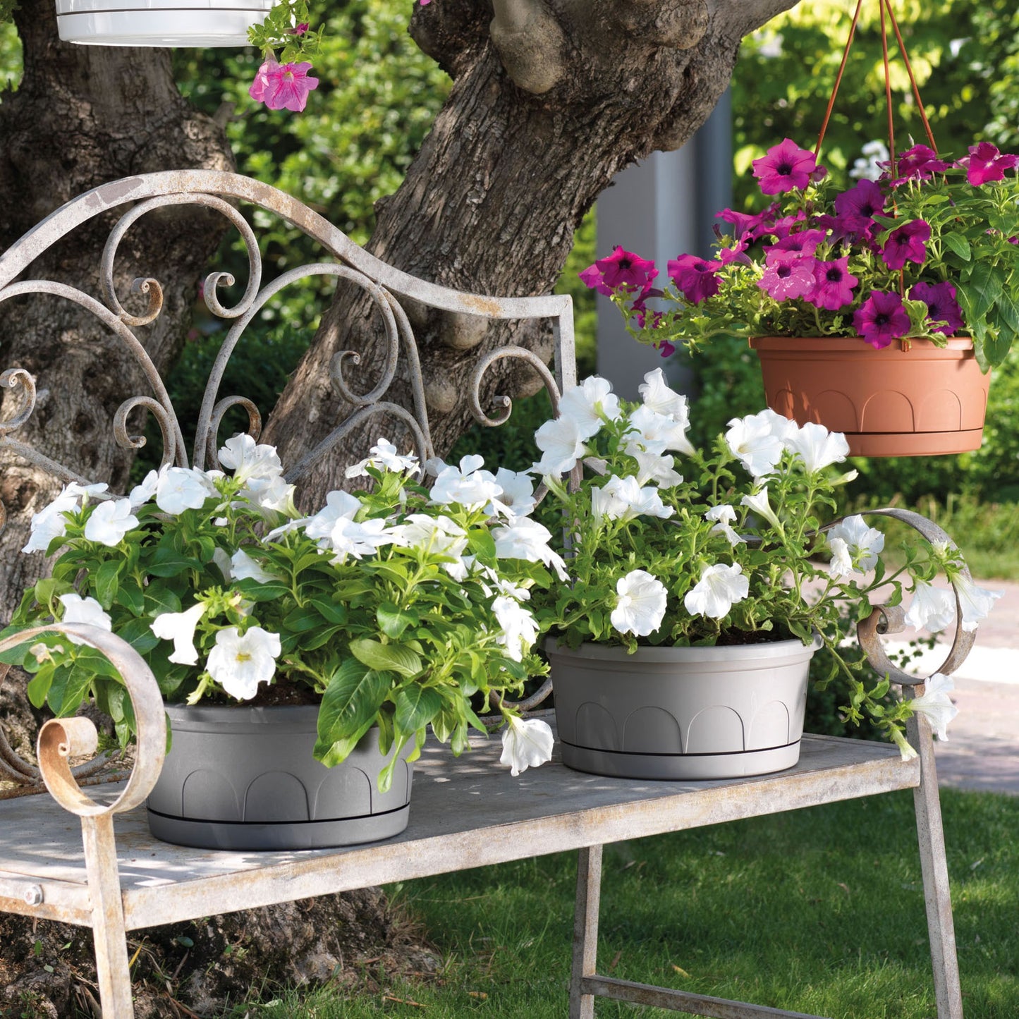 Maceta Tipo Cuenco Ø Cm 25 Con Platillo_3