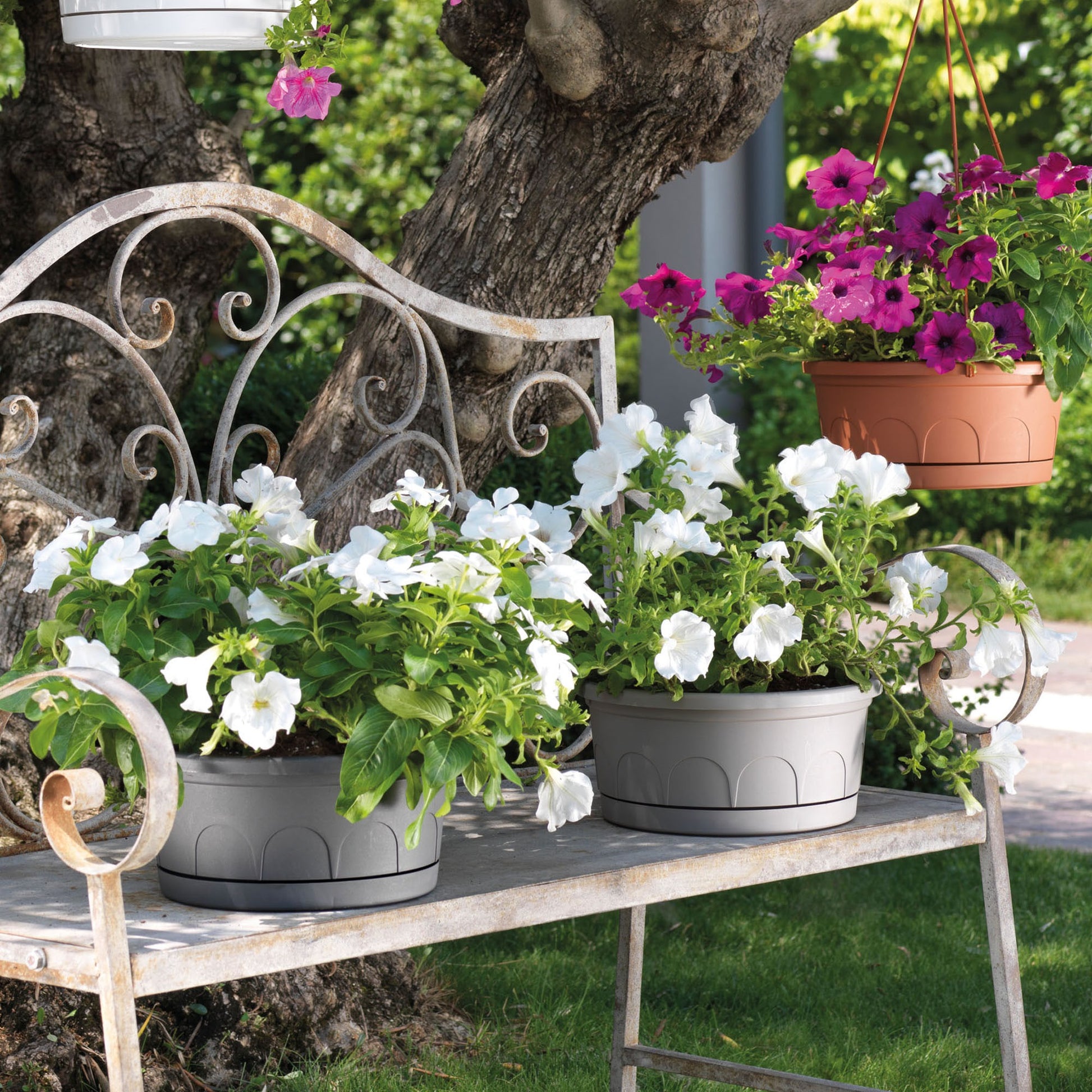 Maceta Tipo Cuenco Ø Cm 25 Con Platillo_3