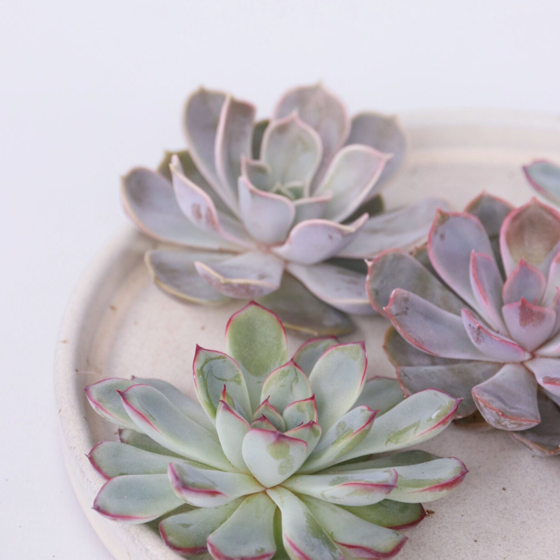 Echeveria Creatividad - 5 Pzs - Echeveria Lilacina - Altura 7cm