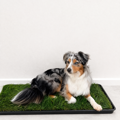 Petground, Cama Para Perros, Empapador, Alfombra Olfativa, Césped Natural, Xl_5