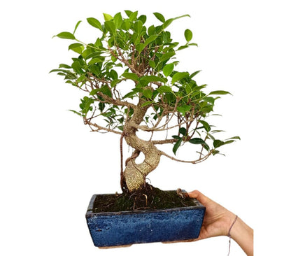 Bonsái Ficus Retusa 10 Años_0