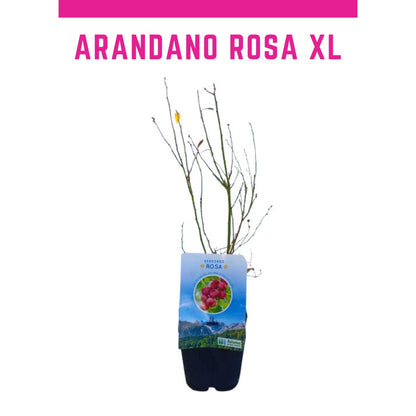 Planta De Arándano Rosa XL - Cosecha Inmediata_0