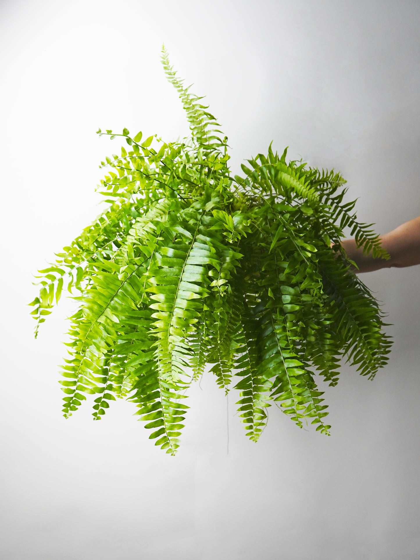 Helecho | Altura 55cm - Diámetro 19cm