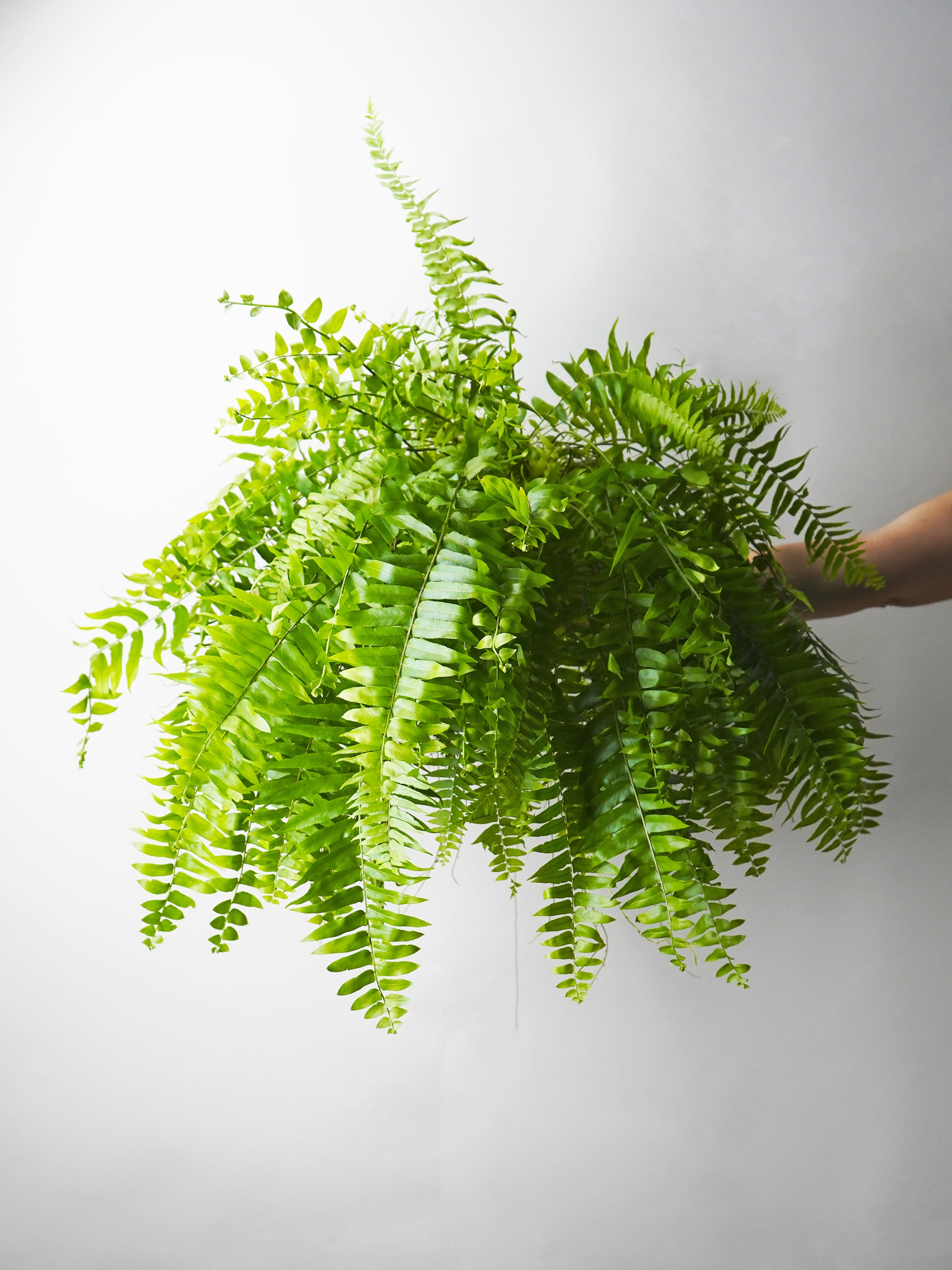 Helecho | Altura 55cm - Diámetro 19cm