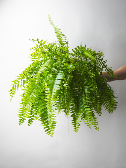 Helecho | Altura 55cm - Diámetro 19cm